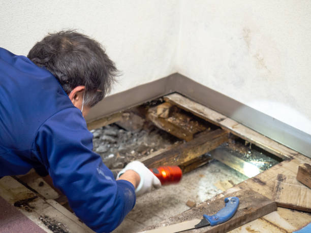 Best Water Damage Restoration  in Kualapuu, HI