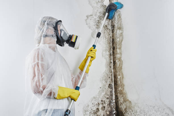 Best Commercial Mold Removal  in Kualapuu, HI