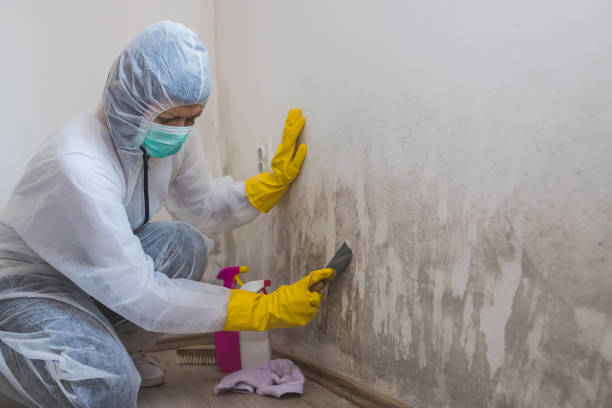 Mold Removal Process in Kualapuu, HI