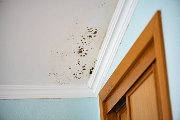 Best Professional Mold Removal  in Kualapuu, HI