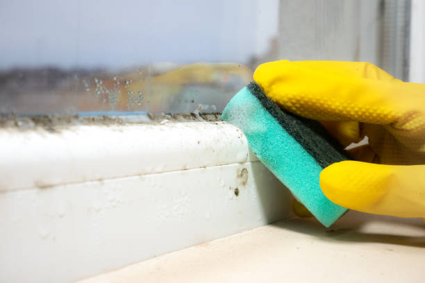 Best Local Mold Removal Service  in Kualapuu, HI