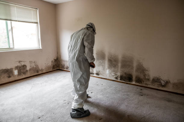 Best Attic Mold Removal  in Kualapuu, HI