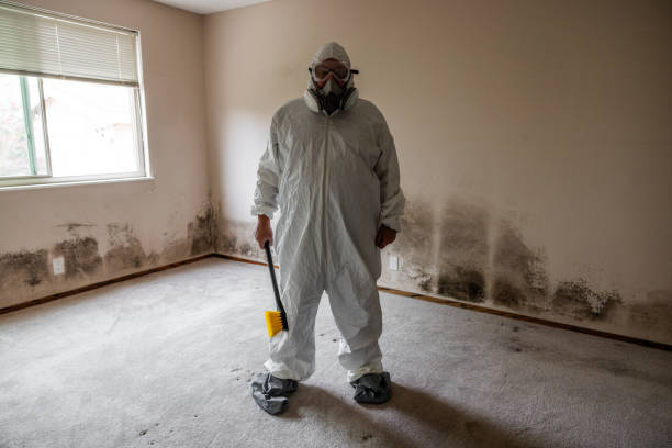 Best Same-Day Mold Removal  in Kualapuu, HI