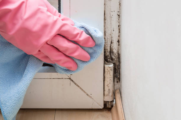 Best Mold Cleaning Services  in Kualapuu, HI