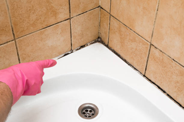 Best Mold Removal Company Near Me  in Kualapuu, HI