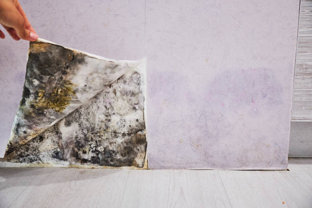 Mold Testing and Removal in Kualapuu, HI